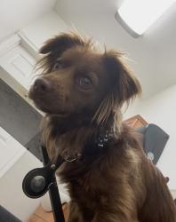 Lost Male Dog last seen Willow St and Cottonwood, Hesperia, CA 92345