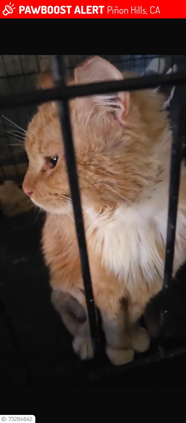 Lost Male Cat last seen Corona, Piñon Hills, CA 92372