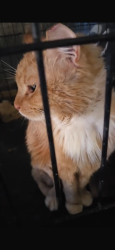 Lost Male Cat last seen Corona, Piñon Hills, CA 92372