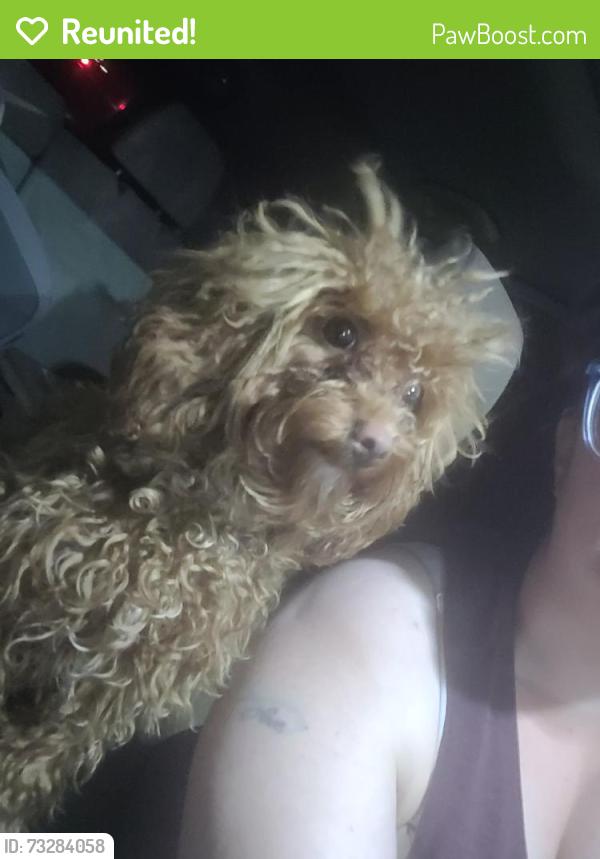 Reunited Female Dog last seen Pizzeria, Philadelphia, PA 19124