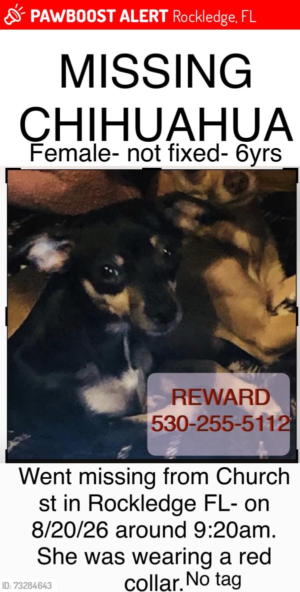 Lost Female Dog last seen Church st and fiske blvd or church st and alspur dr, Rockledge, FL 32955
