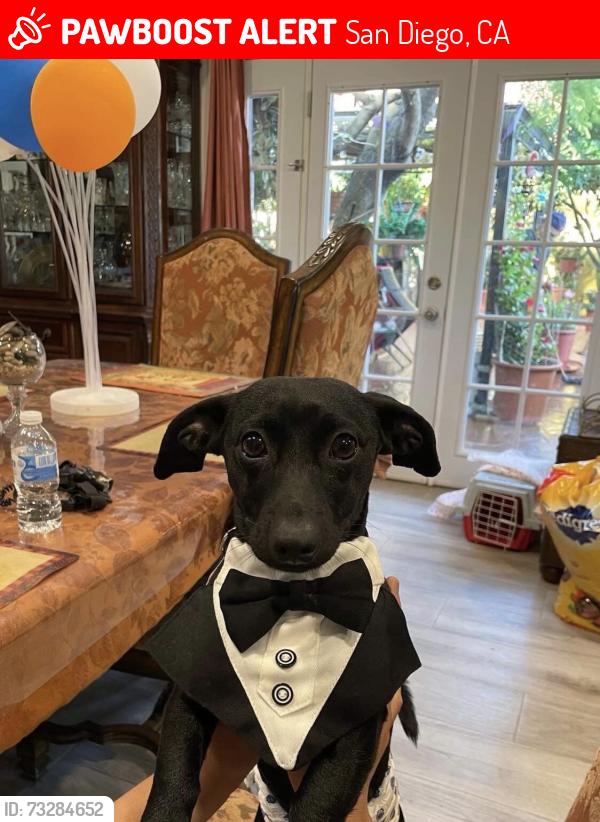 Lost Male Dog last seen Acacia st, San Diego, CA 92113