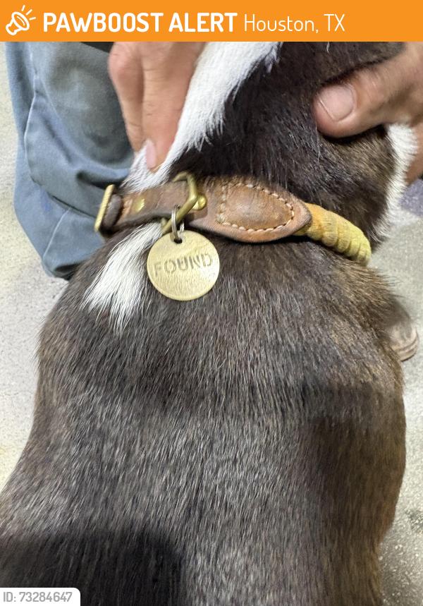 Found/Stray Female Dog last seen She was at a corner store, Houston, TX 77011