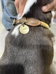 Found/Stray Female Dog last seen She was at a corner store, Houston, TX 77011