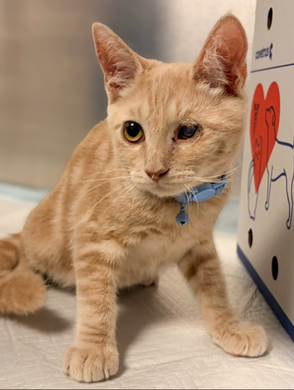 Shelter Stray Male Cat last seen E Montecito Ave & S Rogers Ln, Fresno Zone Fresno CO 2 93727, CA, 1510 W Dan Ronquillo Dr, Fresno, CA 93706, USA
