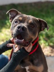 Shelter Stray Male Dog last seen Near Pine Ridge DR, 30087, GA, 3280 Chamblee Dunwoody Rd, Chamblee, GA 30341, USA