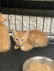 Shelter Stray Male Cat last seen Near Martin Street, East District, TX, 355 Hillshire Dr, Haslet, TX 76052, USA