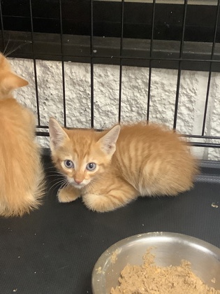 Shelter Stray Male Cat last seen Near Martin Street, East District, TX, 355 Hillshire Dr, Haslet, TX 76052, USA