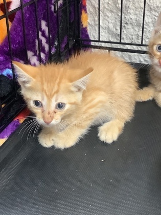 Shelter Stray Male Cat last seen Near Martin Street, East District, TX, 355 Hillshire Dr, Haslet, TX 76052, USA