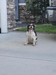 Found/Stray Unknown Dog last seen Near N Bandon Pl Garden City ID 83714, Garden City, ID 83714