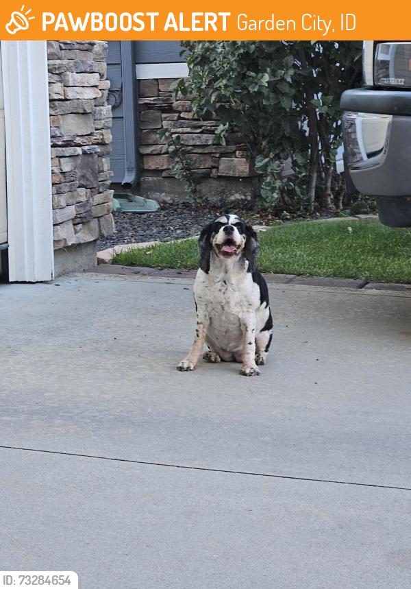 Found/Stray Unknown Dog last seen Near N Bandon Pl Garden City ID 83714, Garden City, ID 83714