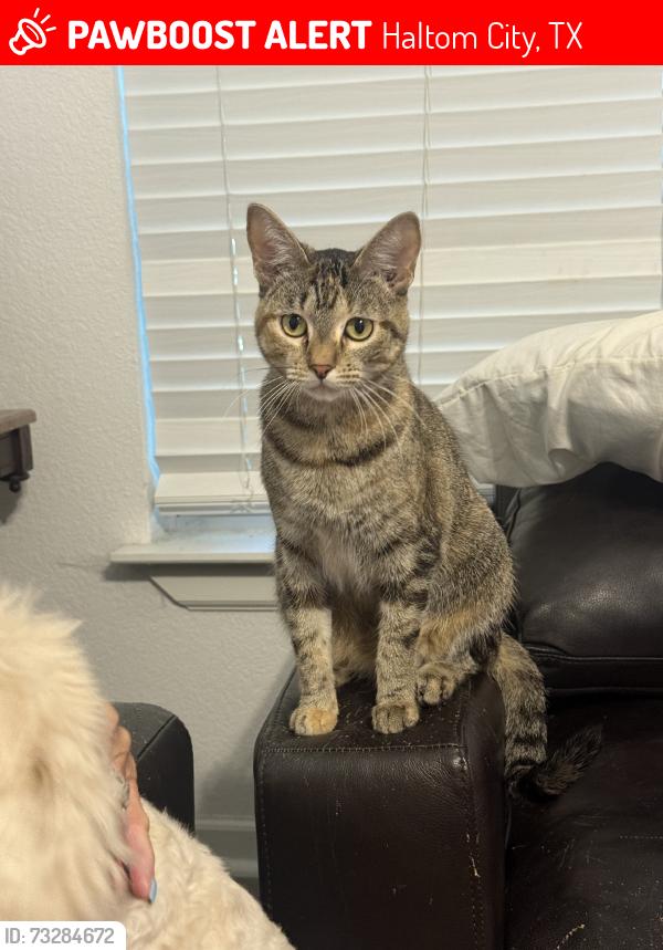 Lost Female Cat last seen She was last seen on my ring camera on my porch at 10pm Aug 18th, Haltom City, TX 76117