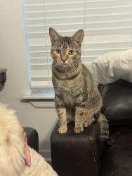 Lost Female Cat last seen She was last seen on my ring camera on my porch at 10pm Aug 18th, Haltom City, TX 76117