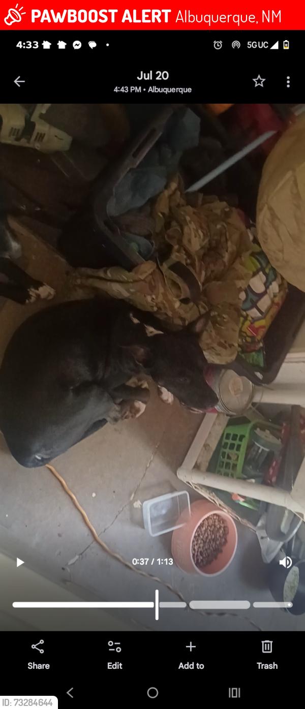 Lost Female Dog last seen Jefferson and menaul, Albuquerque, NM 87110