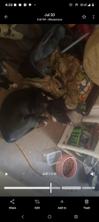 Lost Female Dog last seen Jefferson and menaul, Albuquerque, NM 87110