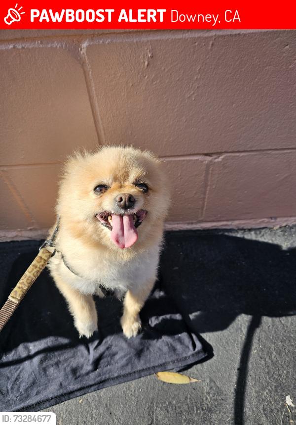 Lost Male Dog last seen Gardendale st, Downey, CA 90242