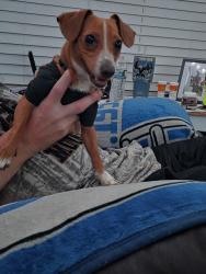 Found/Stray Male Dog last seen Near, Greenwood, IN 46143