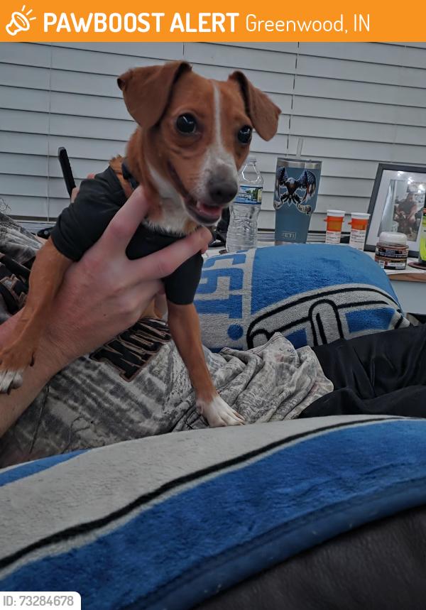Found/Stray Male Dog last seen Near, Greenwood, IN 46143