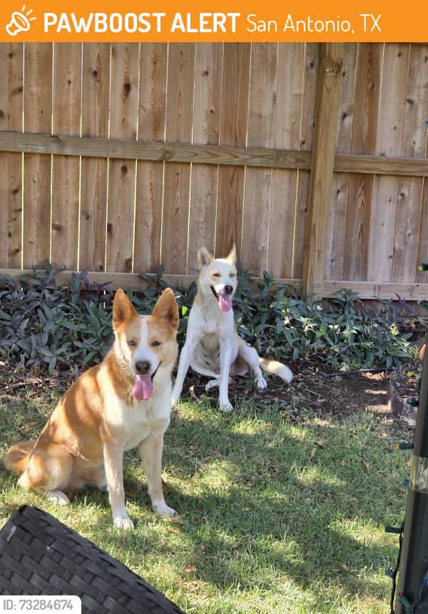 Found/Stray Male Dog last seen Tranquillo Way, San Antonio, TX 78266