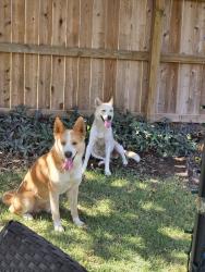 Found/Stray Male Dog last seen Tranquillo Way, San Antonio, TX 78266