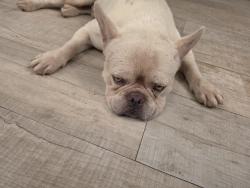 Found/Stray Male Dog last seen opa locka airport, Miami Gardens, FL 33054