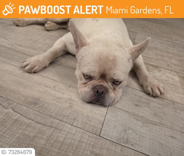 Found/Stray Male Dog last seen opa locka airport, Miami Gardens, FL 33054