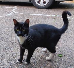Reunited Unknown Cat last seen Se 43rd and Holgate Blvd, Portland, OR 97202