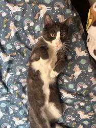 Lost Female Cat last seen Louis Armstrong Museum, Queens, NY 11368