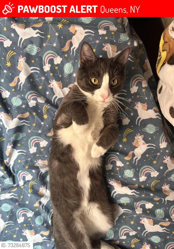 Lost Female Cat last seen Louis Armstrong Museum, Queens, NY 11368