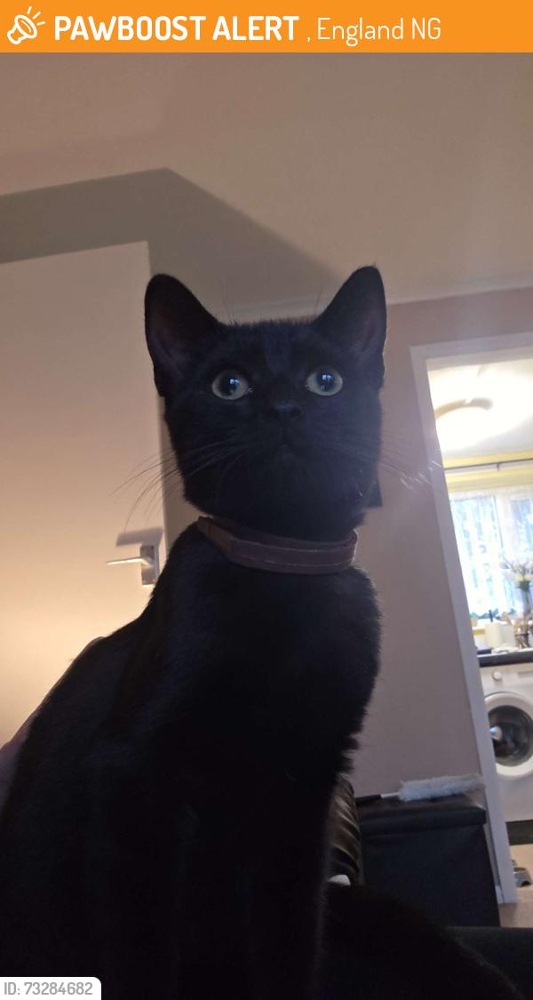 Rehomed Female Cat last seen She was seen near Linsdale close, , England NG8