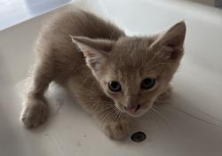 Shelter Stray Male Cat last seen Near W Twain Drive, Magna Township, UT, 84044, 511 W 3900 S, Salt Lake City, UT 84123, USA
