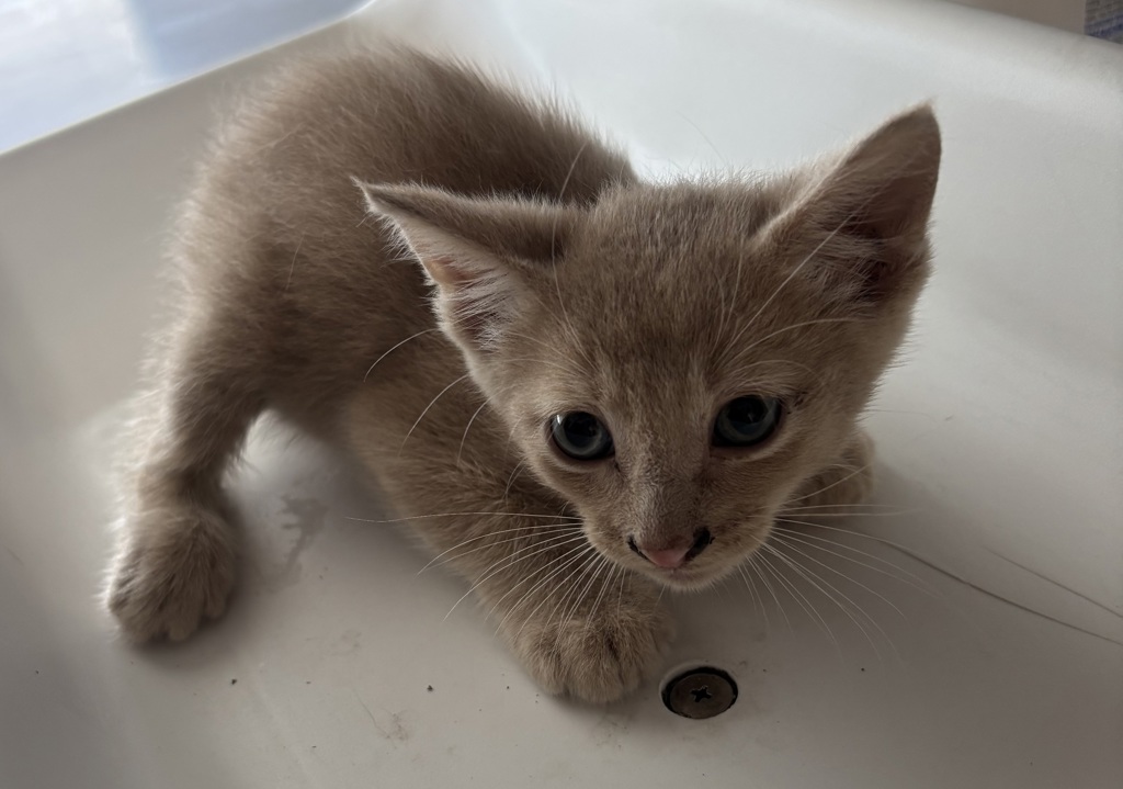 Shelter Stray Male Cat last seen Near W Twain Drive, Magna Township, UT, 84044, 511 W 3900 S, Salt Lake City, UT 84123, USA