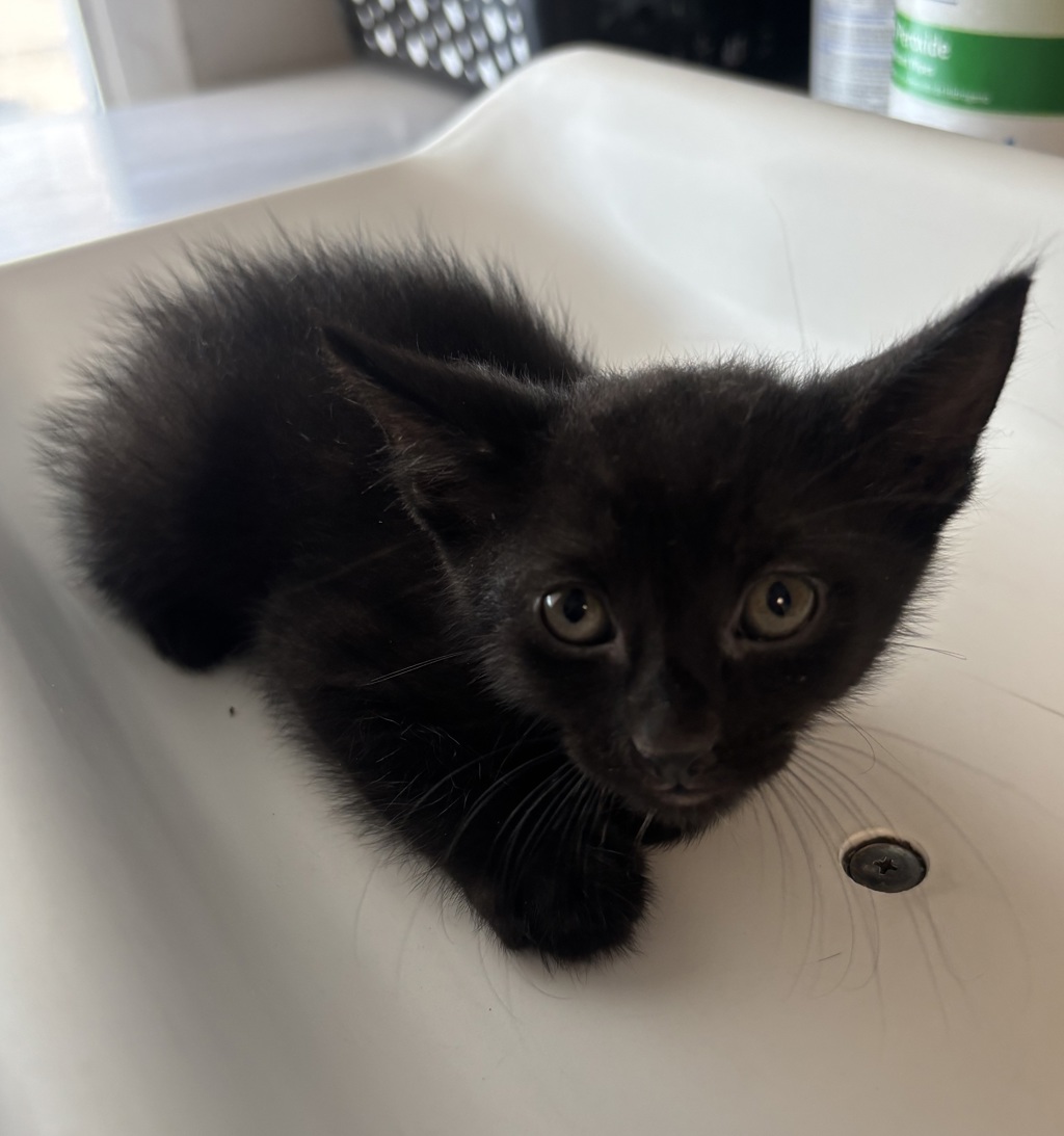 Shelter Stray Male Cat last seen Near W Twain Drive, Magna Township, UT, 84044, 511 W 3900 S, Salt Lake City, UT 84123, USA