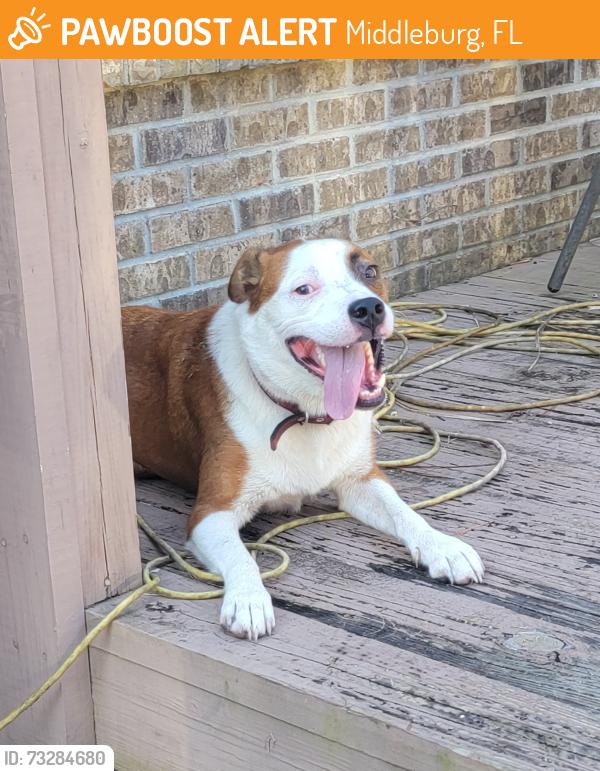 Found/Stray Male Dog last seen County road 215, Middleburg, FL 32068