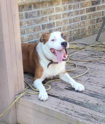 Found/Stray Male Dog last seen County road 215, Middleburg, FL 32068