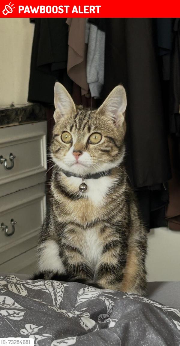 Lost Female Cat last seen Beckenham road, Cheetham Hill, England 
