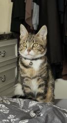 Lost Female Cat last seen Beckenham road, Cheetham Hill, England 
