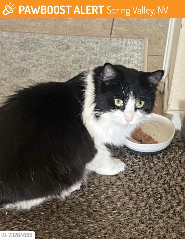 Found/Stray Unknown Cat last seen Glade Ave and Spring Valley Parkway, Spring Valley, NV 89103