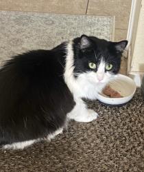 Found/Stray Unknown Cat last seen Glade Ave and Spring Valley Parkway, Spring Valley, NV 89103