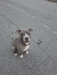 Found/Stray Male Dog last seen Williamson and Heritage in Mount Vernon Woods, Atlanta, GA 30328