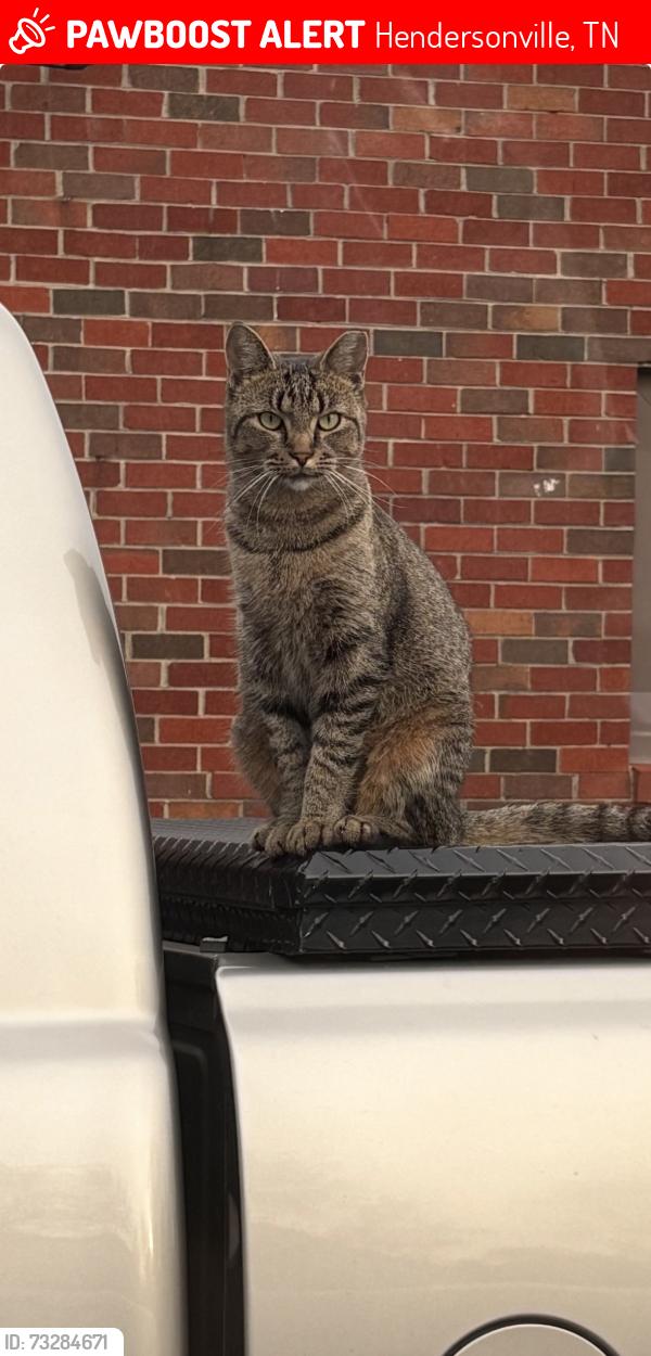 Lost Female Cat last seen Stadium and nokes, Hendersonville, TN 37075