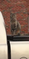 Lost Female Cat last seen Stadium and nokes, Hendersonville, TN 37075
