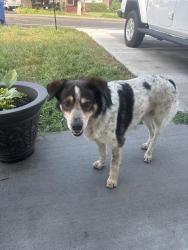 Found/Stray Male Dog last seen South Main Street, Mount Pleasant, TN 38474