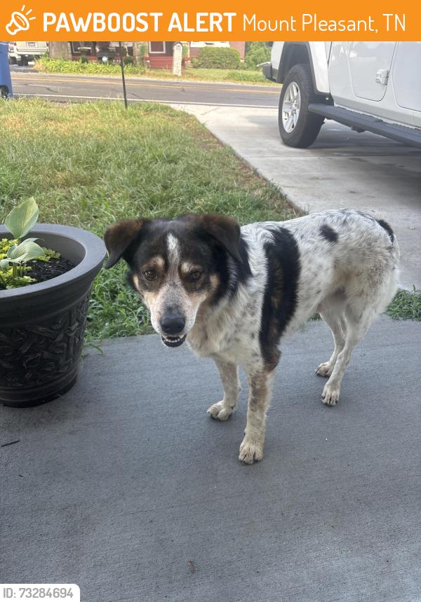 Found/Stray Male Dog last seen South Main Street, Mount Pleasant, TN 38474