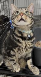 Reunited Male Cat last seen Spar, Sunnyside Road, Droylsden, England 