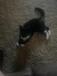 Found/Stray Unknown Cat last seen Near, Vista, CA 92085