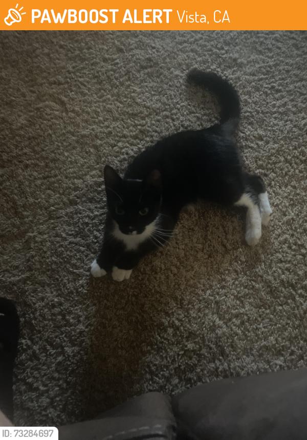 Found/Stray Unknown Cat last seen Near, Vista, CA 92085