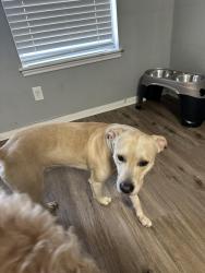Found/Stray Male Dog last seen Fox spring park, Spring, TX 77386