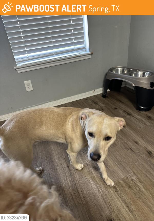 Found/Stray Male Dog last seen Fox spring park, Spring, TX 77386