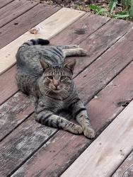 Found/Stray Male Cat last seen Alpine ave, NW, Comstock Park, MI 49321